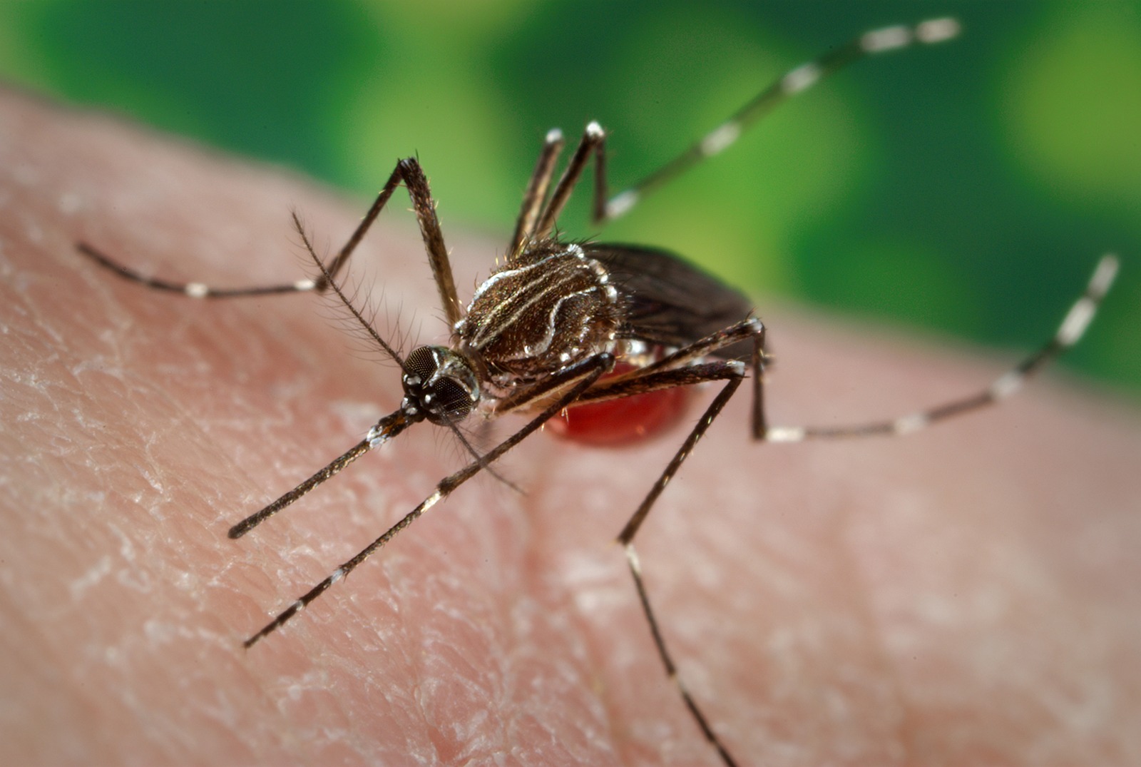 Know About Dengue Fever Cause, Symptoms, & Prevention