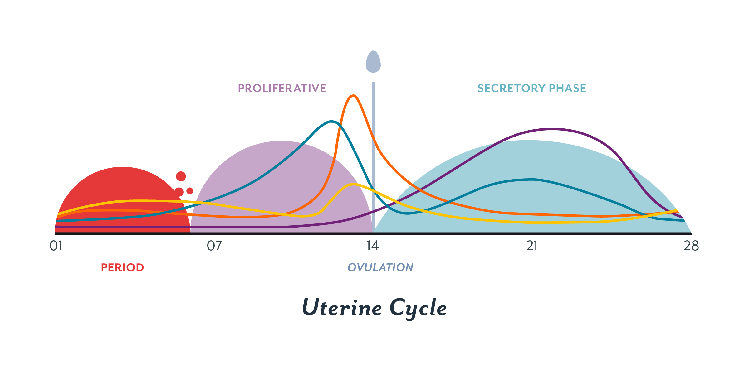Some Truth About Menstruation Cycle Or Periods