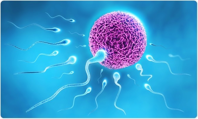 Increase Sperm Count To Overcome Male Infertility