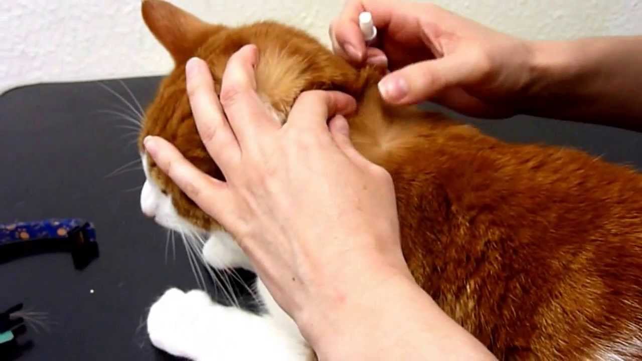 Flea Treatment on your Cat